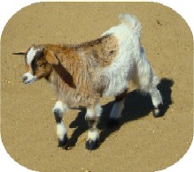 Calypso